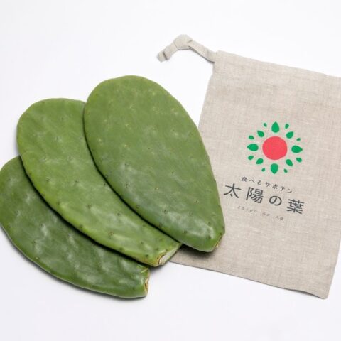 食べるサボテン 太陽の葉